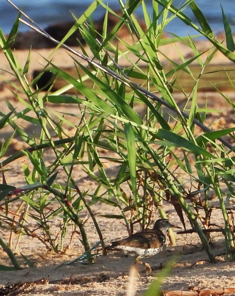 Spotted Sandpiper - Eric Haskell