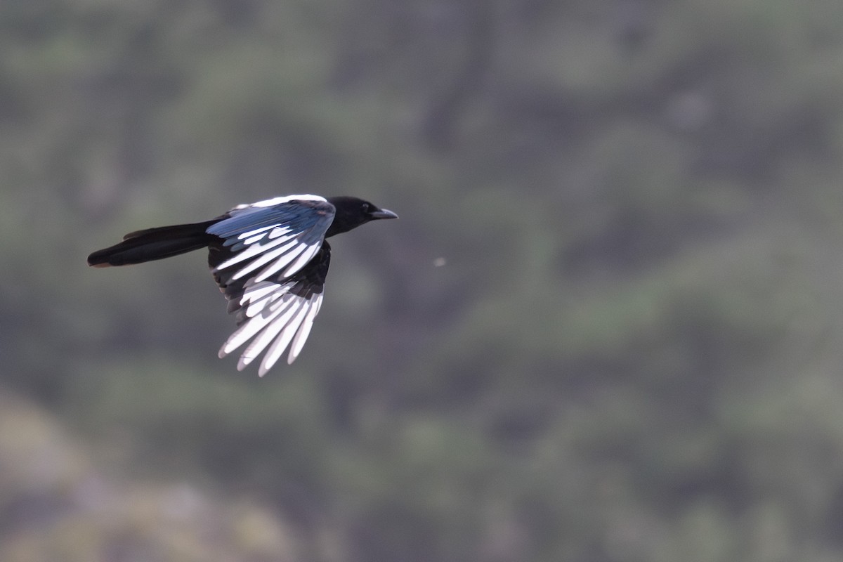 Black-billed Magpie - Joe Ballschneider