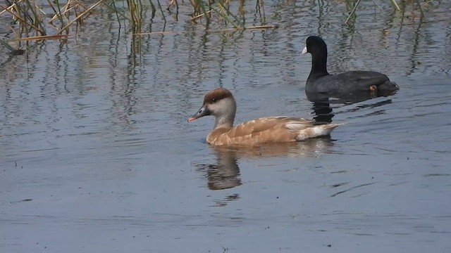 Red-crested Pochard - ML622657157