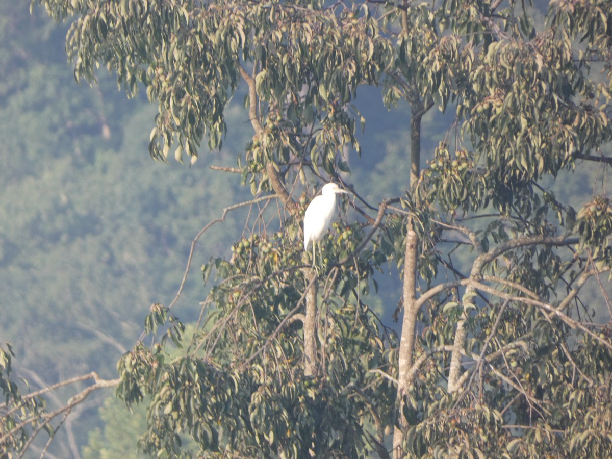 Little Blue Heron - Peter Wynnyk