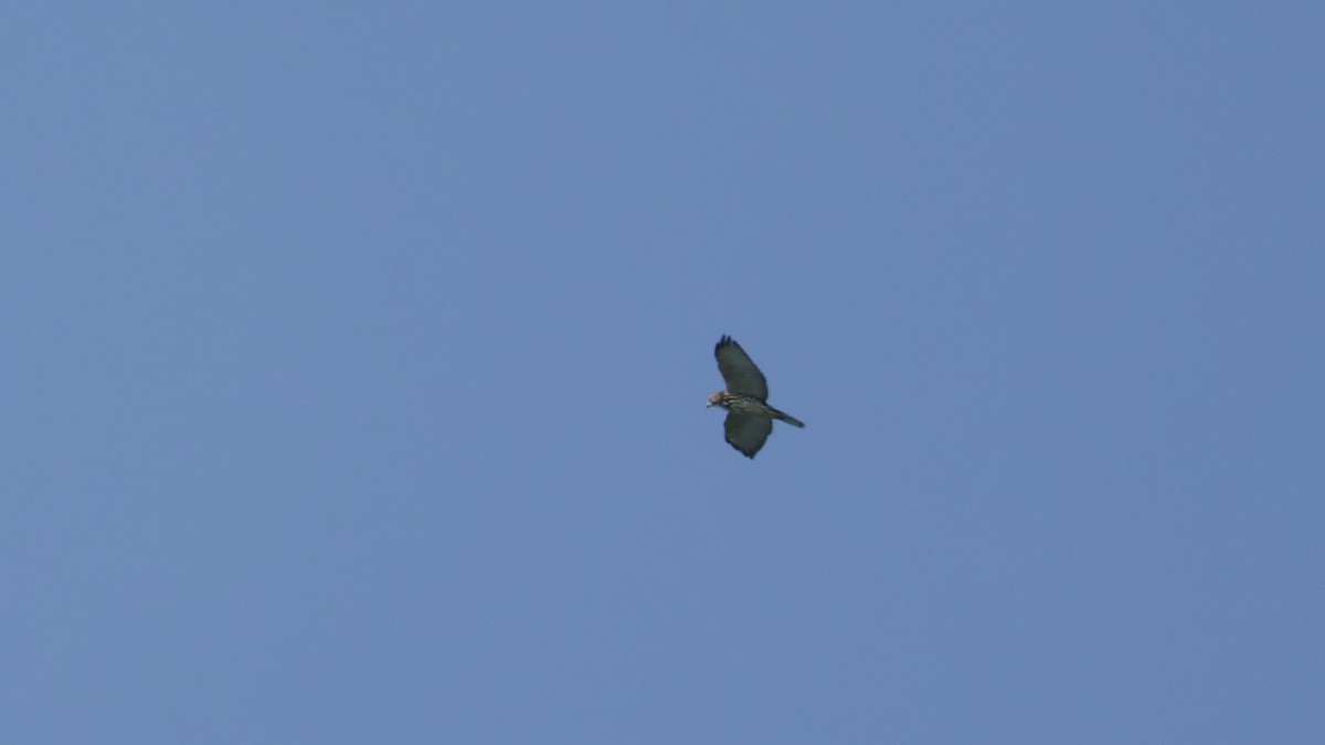 Broad-winged Hawk - ML622657293