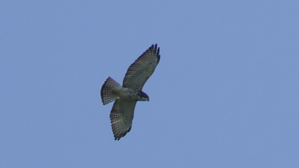 Broad-winged Hawk - ML622657294