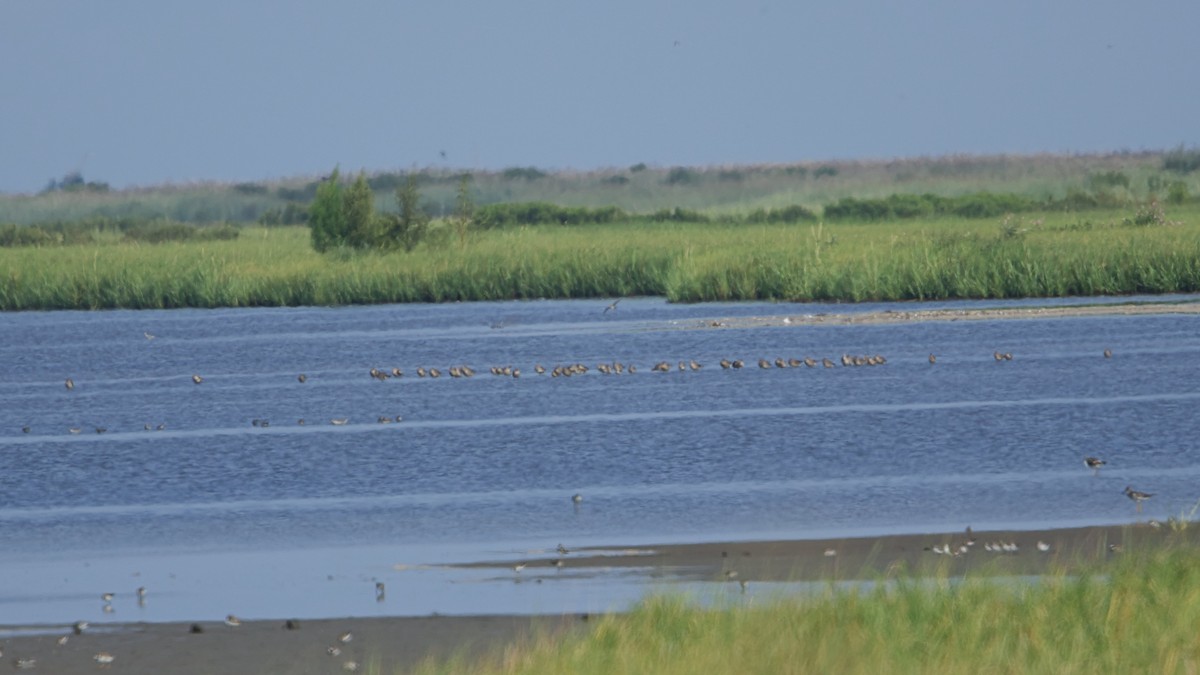 Hudsonian Godwit - ML622657303