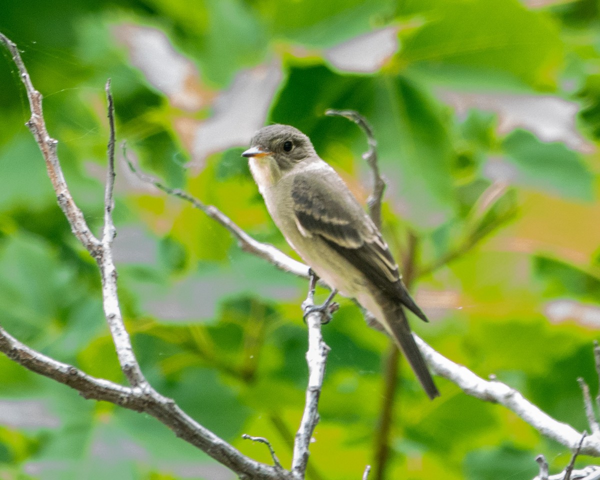 Dusky Flycatcher - ML622657367