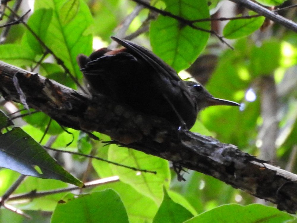 Gray-throated Leaftosser - ML622657391