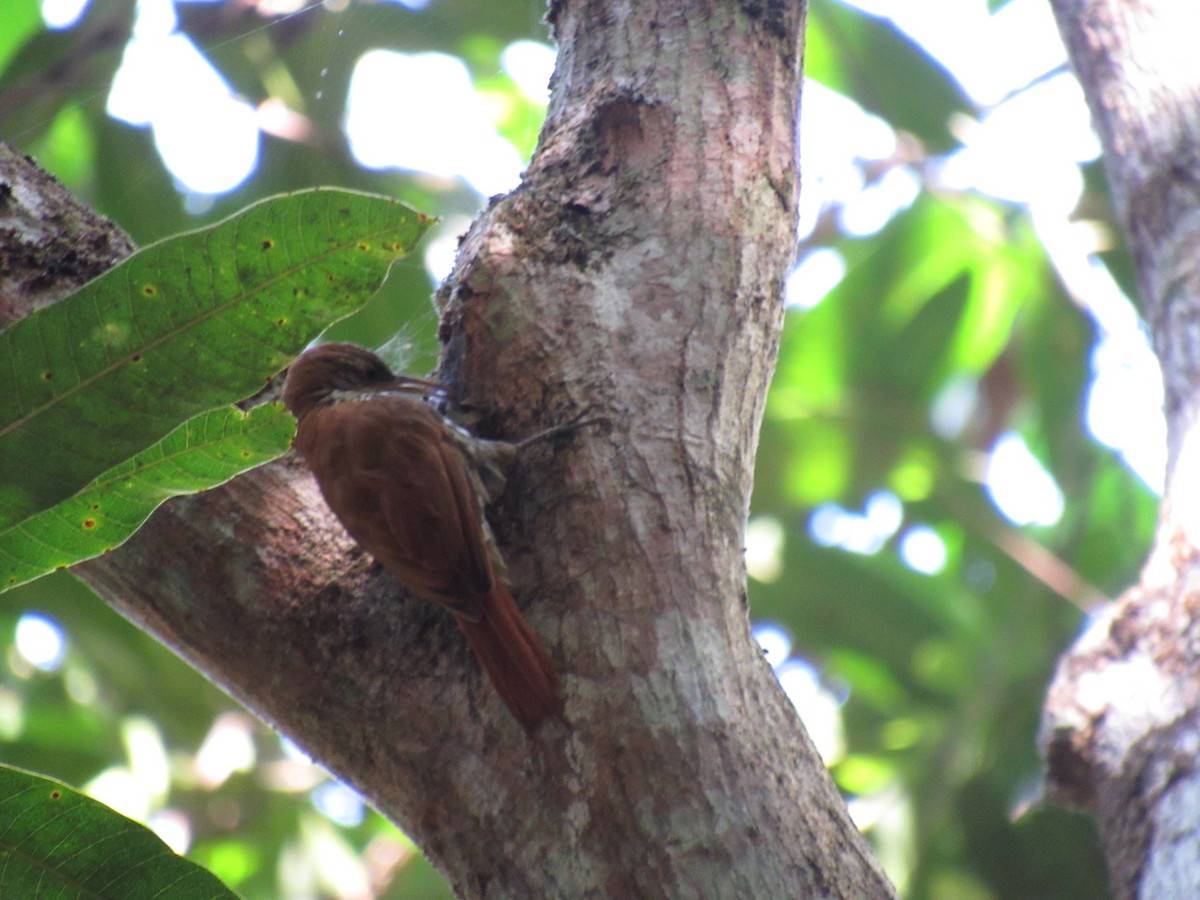 Scaled Woodcreeper (Scaled) - ML622657488