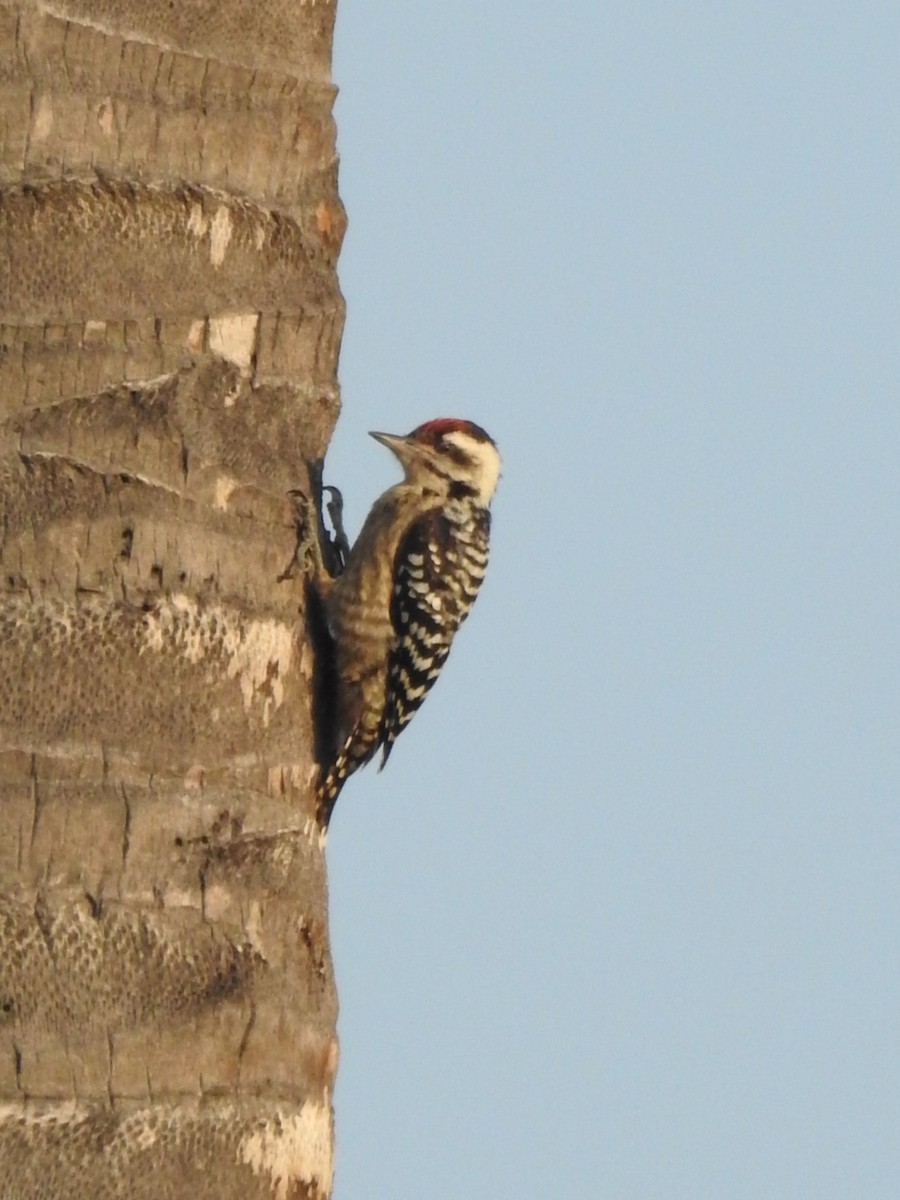 Freckle-breasted Woodpecker - ML622657518