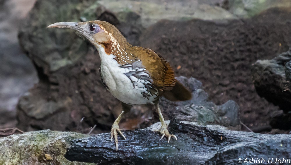 Large Scimitar-Babbler - ML622657552