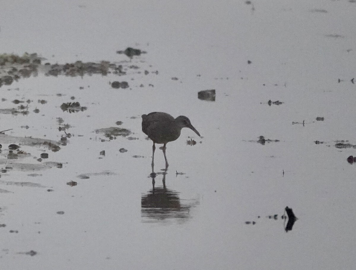 Clapper Rail (Atlantic Coast) - ML622657576