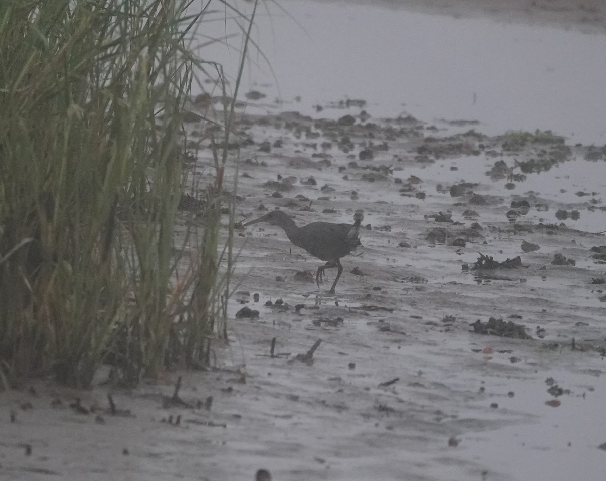 Clapper Rail (Atlantic Coast) - ML622657577