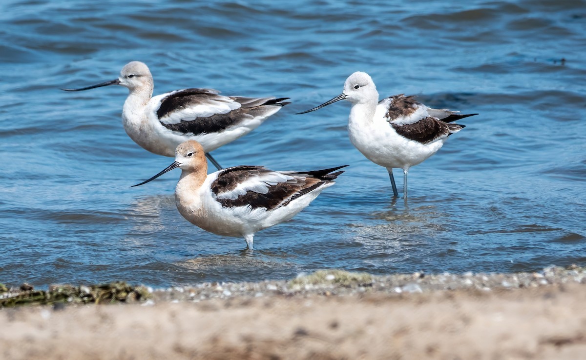 American Avocet - ML622657592