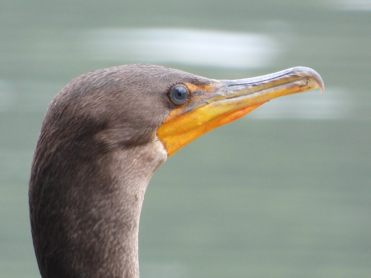 Double-crested Cormorant - Mike Cianciosi