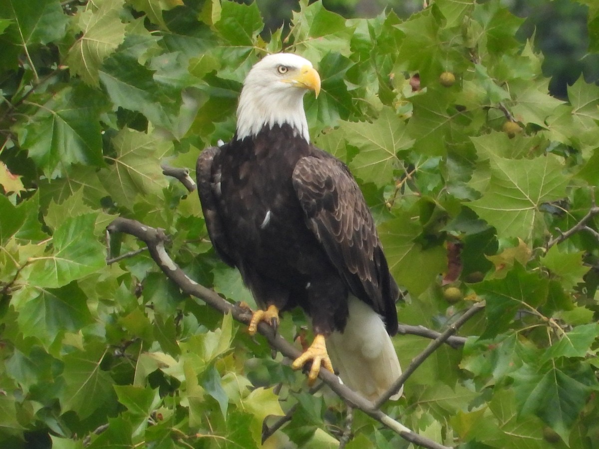 Bald Eagle - ML622657716