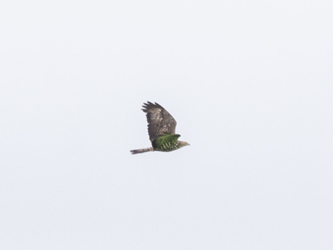 European Honey-buzzard - Boris Georgi