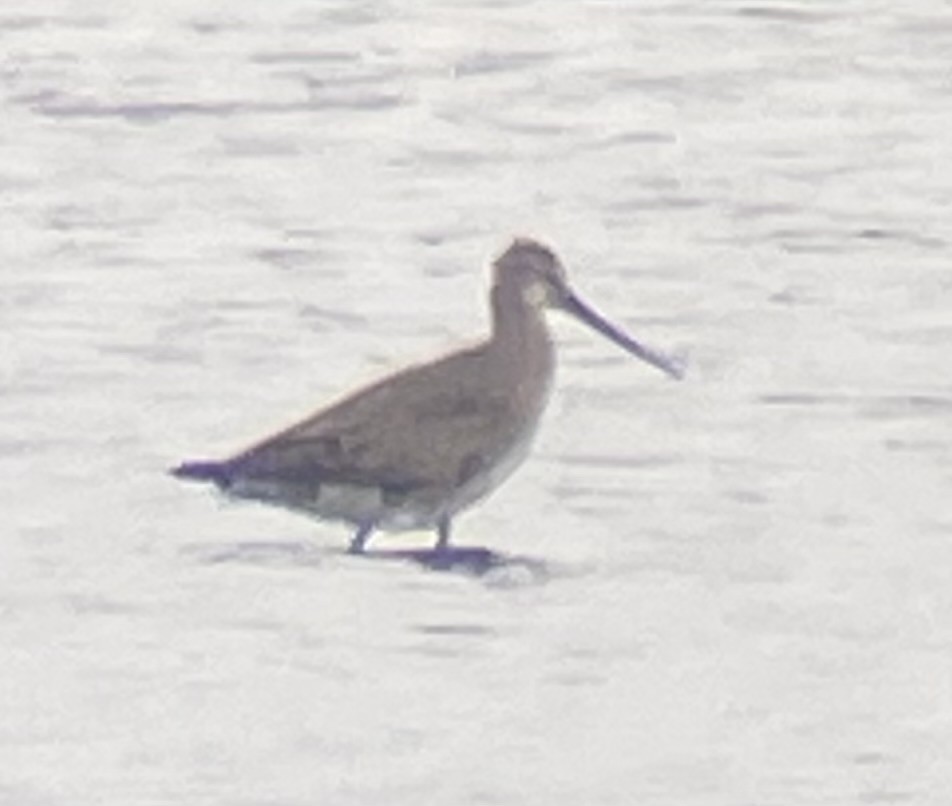 Hudsonian Godwit - ML622657798