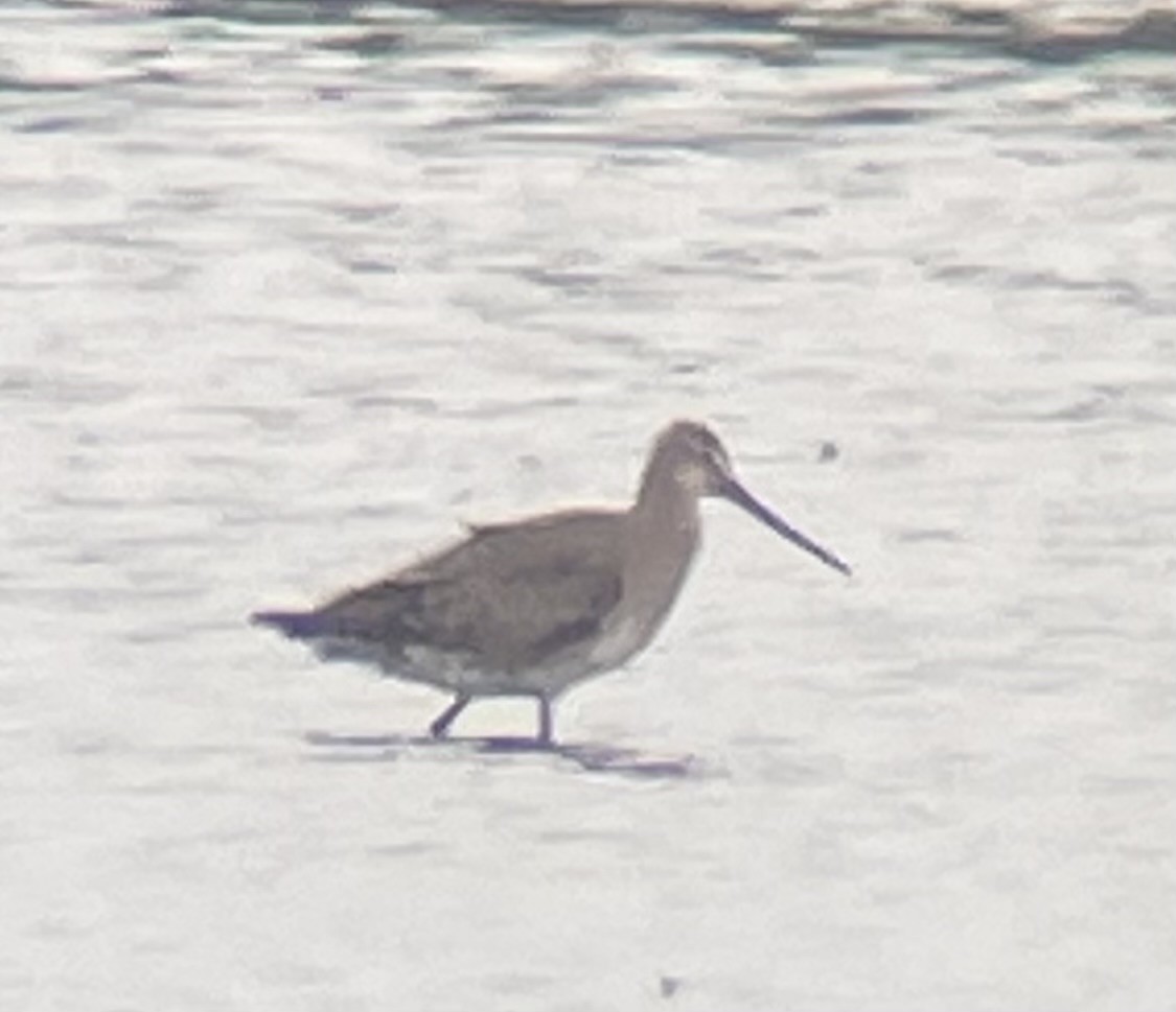 Hudsonian Godwit - ML622657799