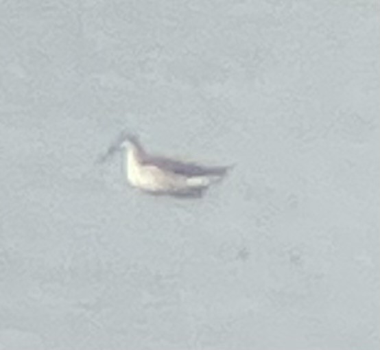 Wilson's Phalarope - ML622657805