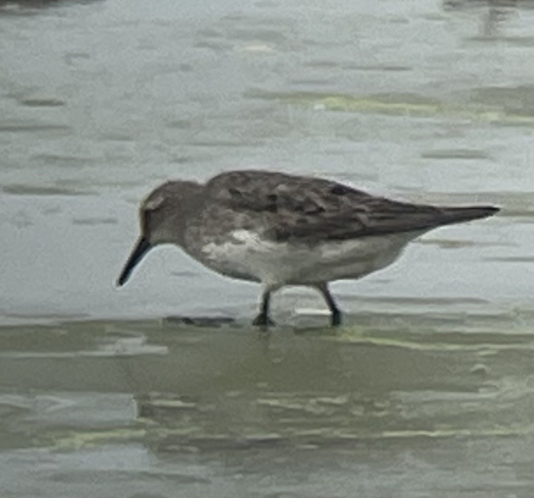 White-rumped Sandpiper - ML622657808