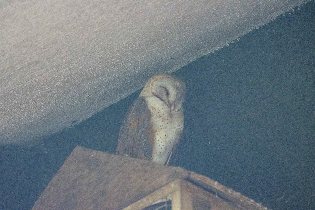 Eastern Barn Owl - Kalpesh Krishna