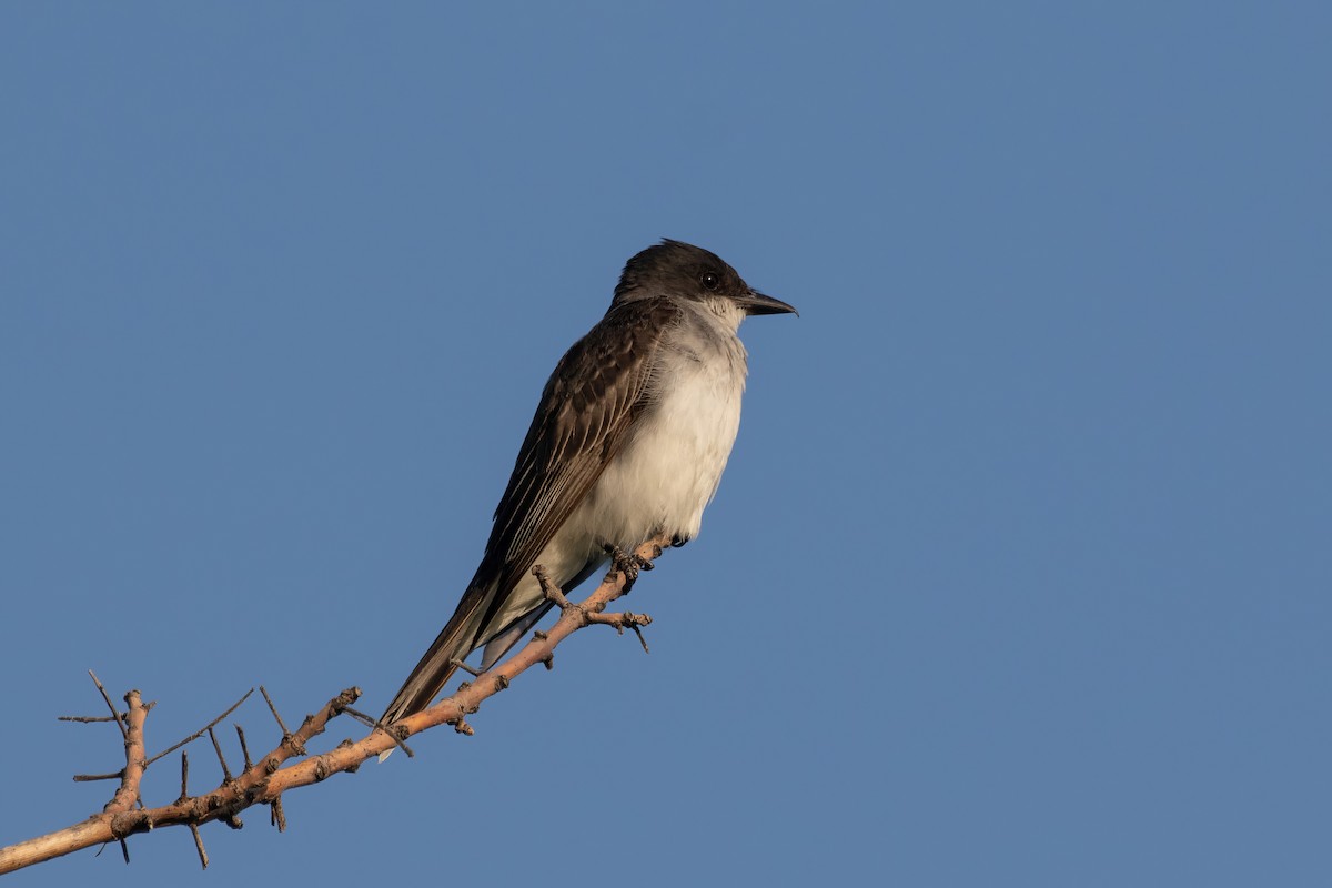 Eastern Kingbird - ML622657884