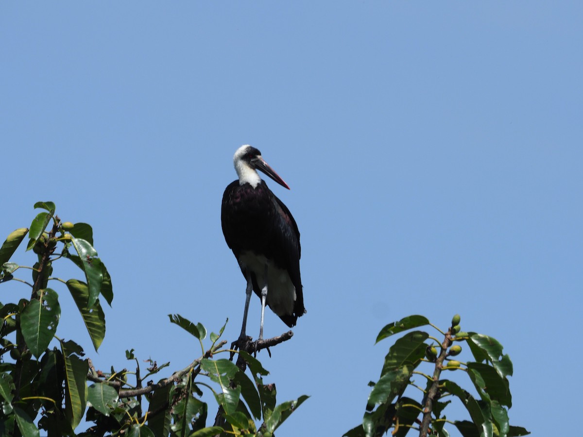 Cigüeña Lanuda Africana - ML622658039