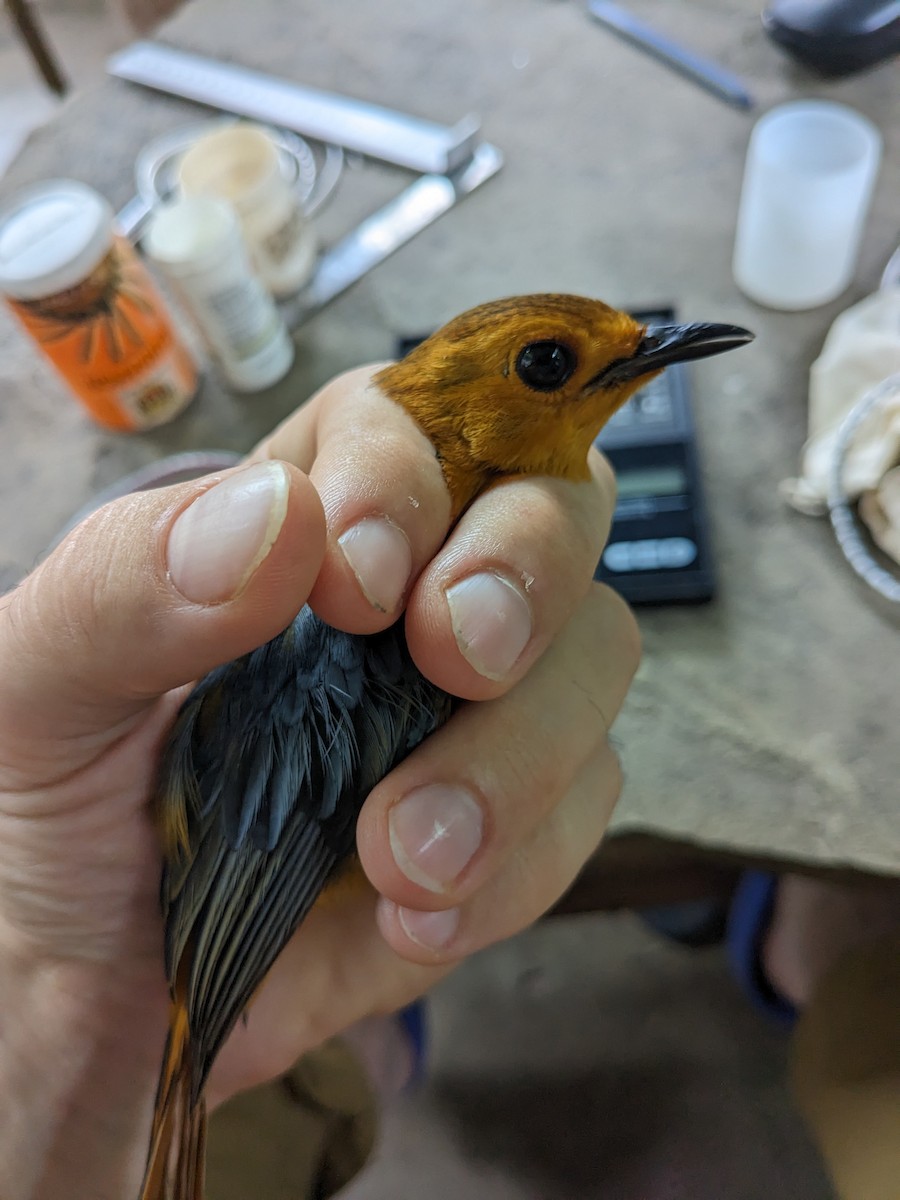 Red-capped Robin-Chat - Adrian Hinkle