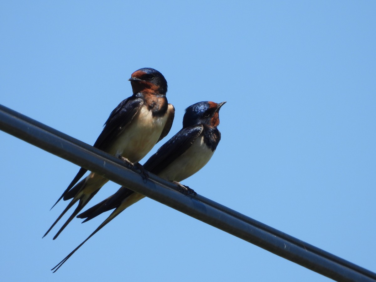 Barn Swallow - ML622658171