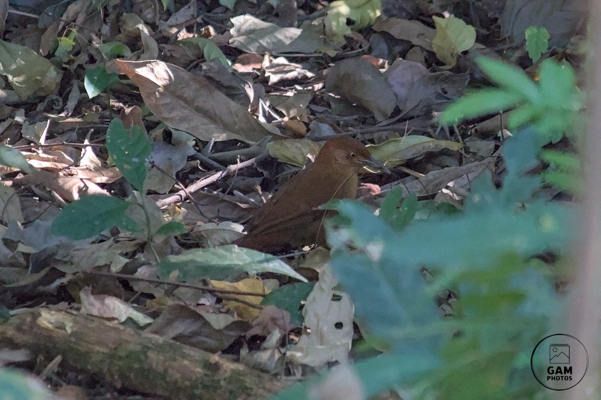 Chestnut-capped Foliage-gleaner - ML622658180