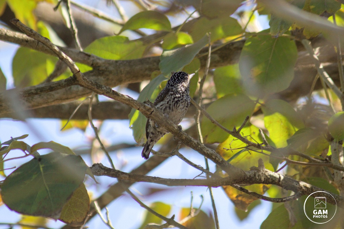 White-wedged Piculet - ML622658197