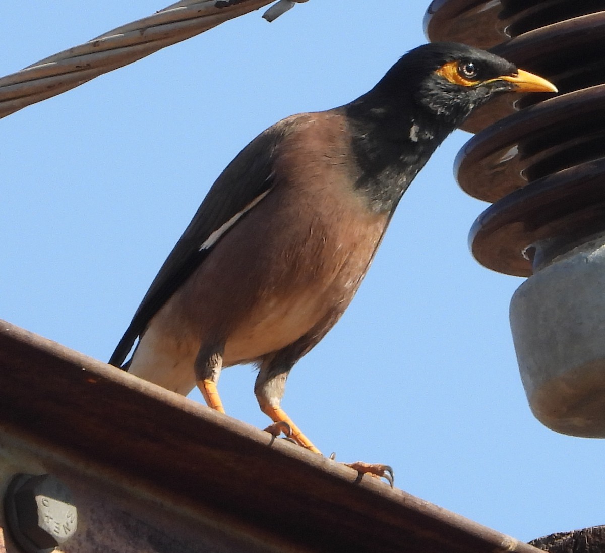 Common Myna - Timothy Whitehead