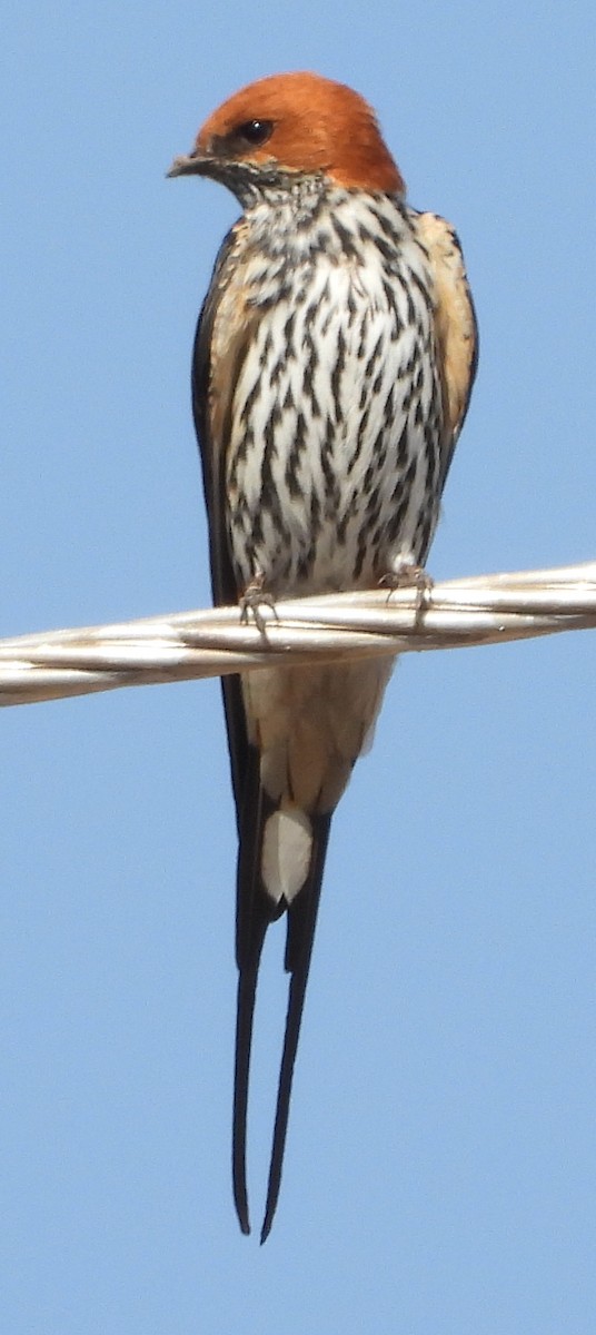 Lesser Striped Swallow - ML622658249