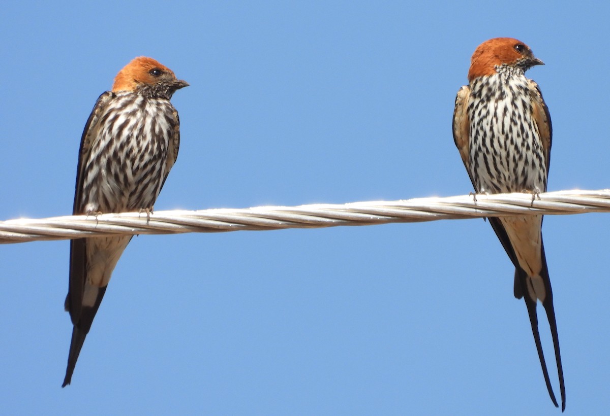 Lesser Striped Swallow - ML622658250