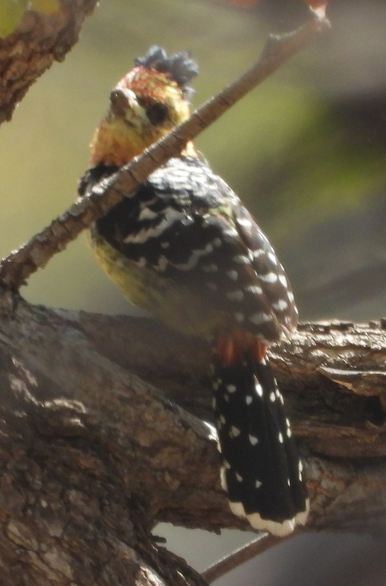 Crested Barbet - ML622658285