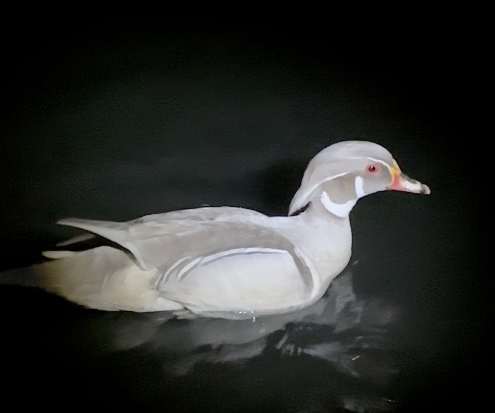 Pato Joyuyo - ML622658296