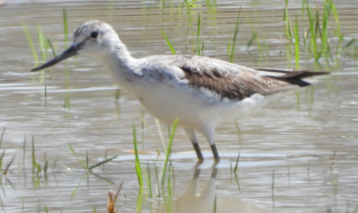 Common Greenshank - ML622658302