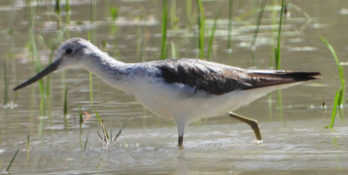 Common Greenshank - ML622658303