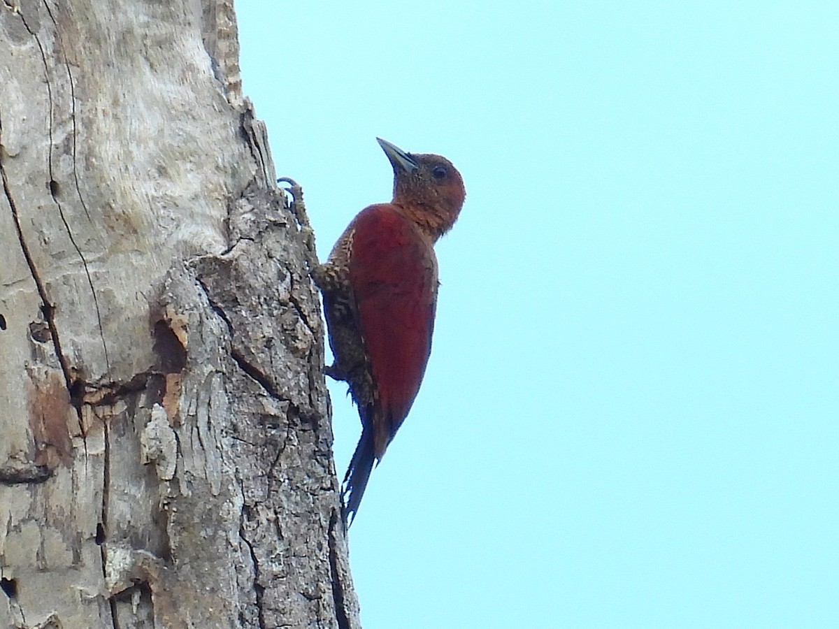 Banded Woodpecker - ML622658304
