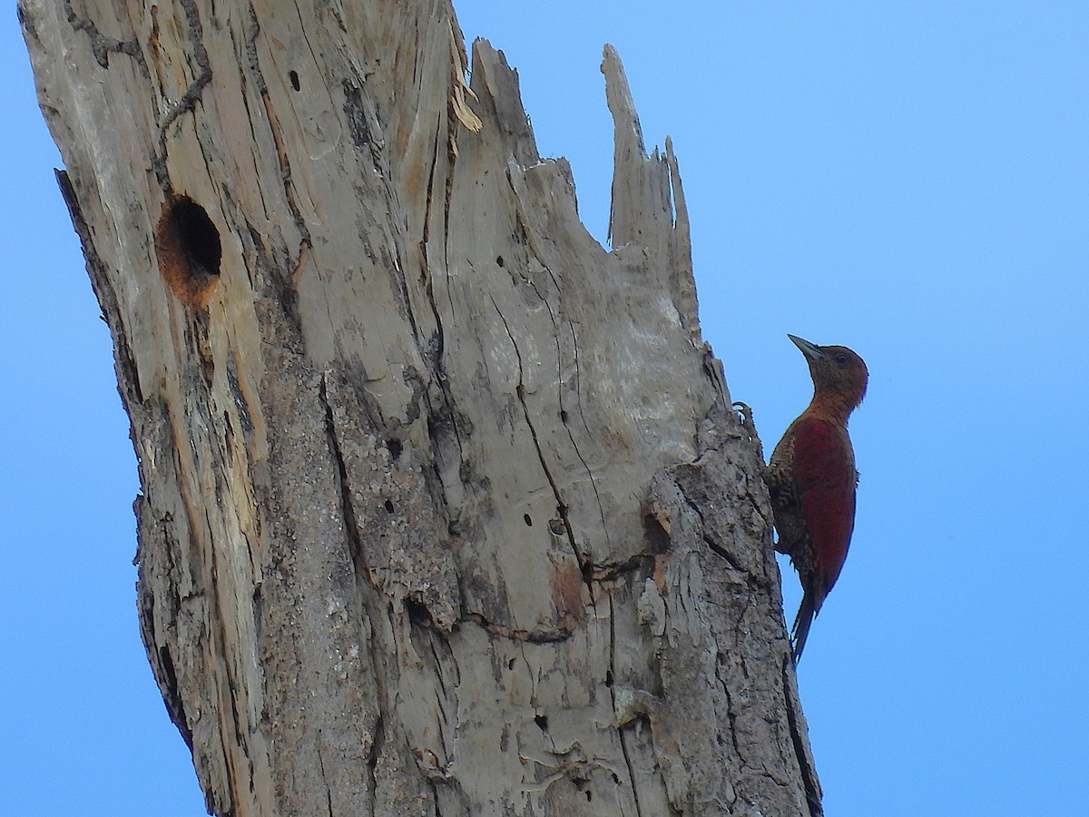 Banded Woodpecker - ML622658305