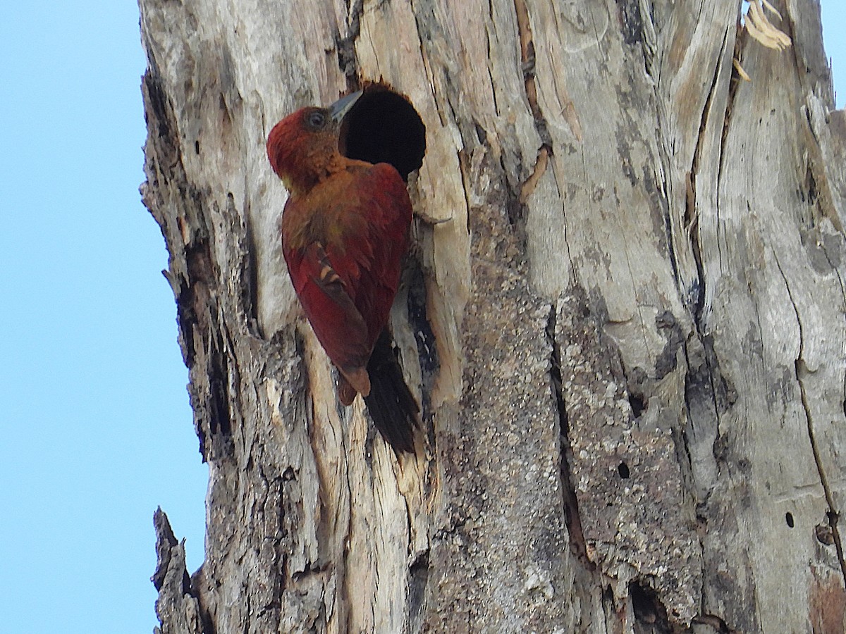 Banded Woodpecker - ML622658306