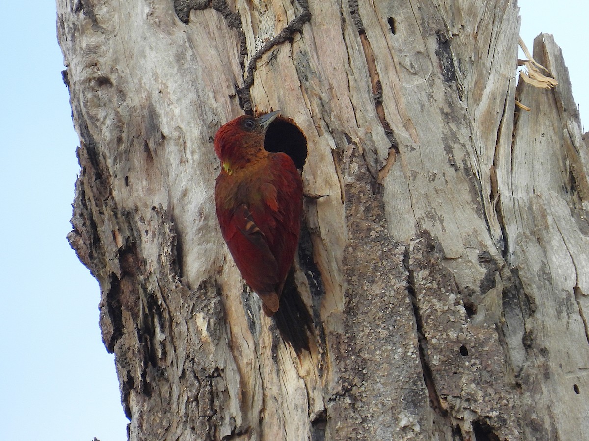 Banded Woodpecker - ML622658307
