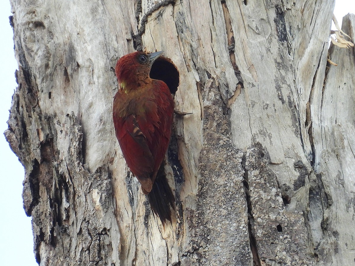 Banded Woodpecker - ML622658308