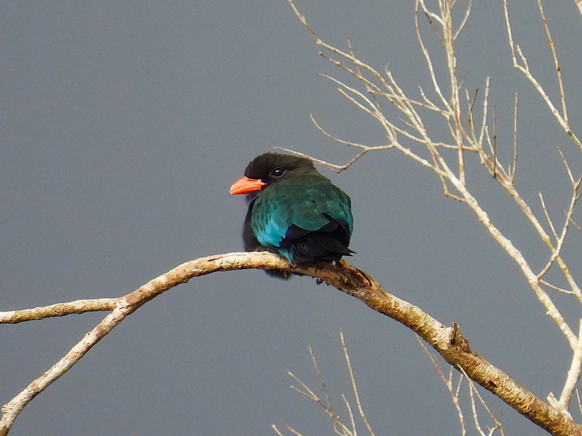 Dollarbird - ML622658313