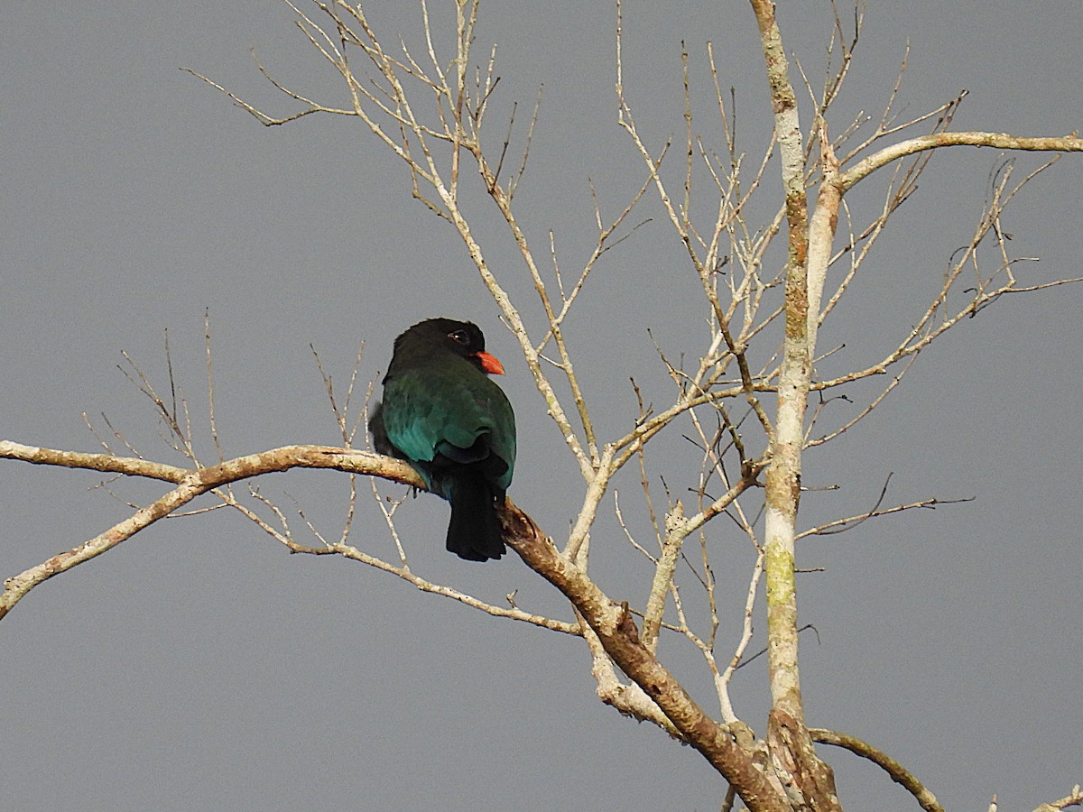 Dollarbird - ML622658315