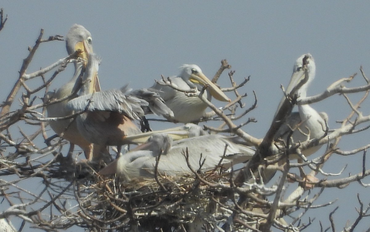 Pink-backed Pelican - ML622658316