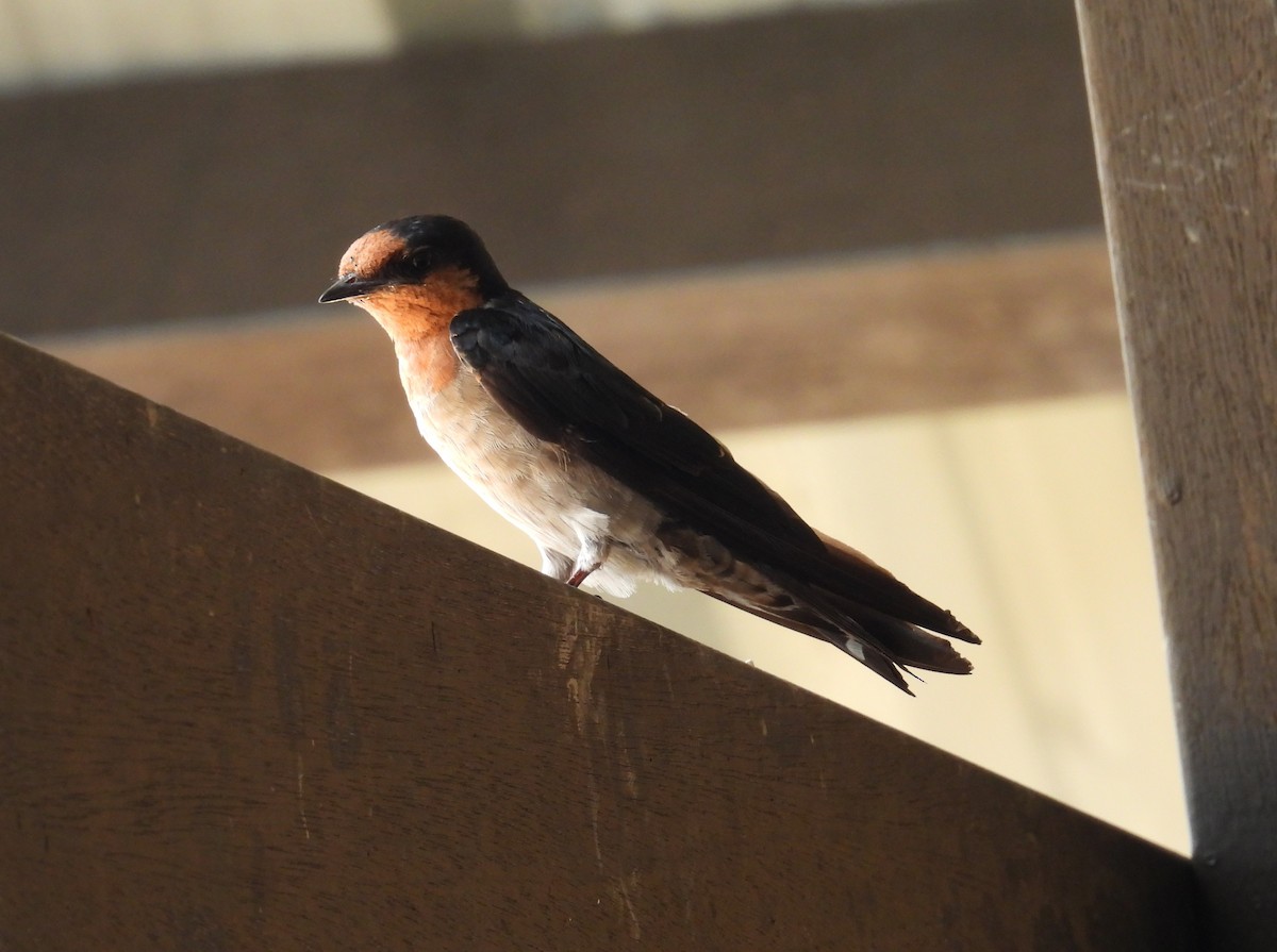 Pacific Swallow - ML622658322