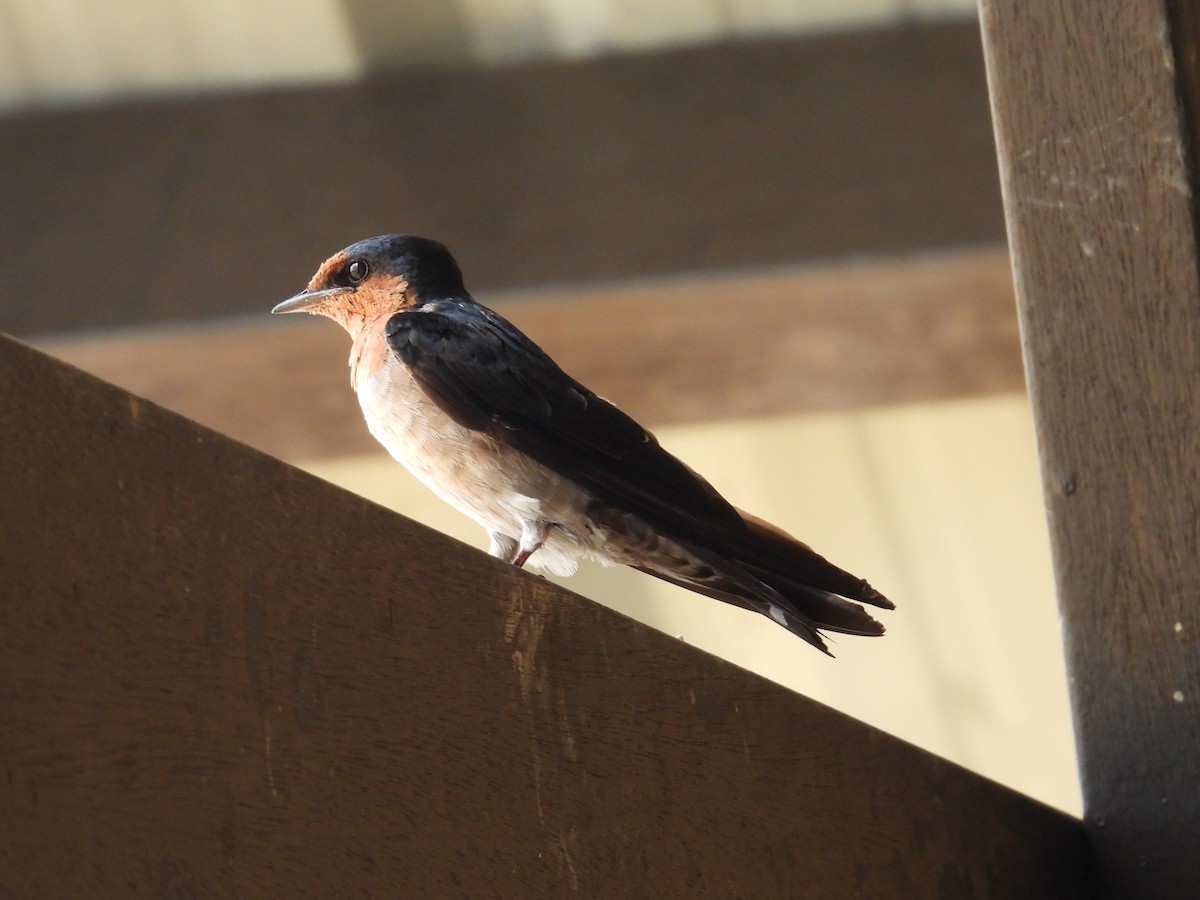 Pacific Swallow - ML622658323