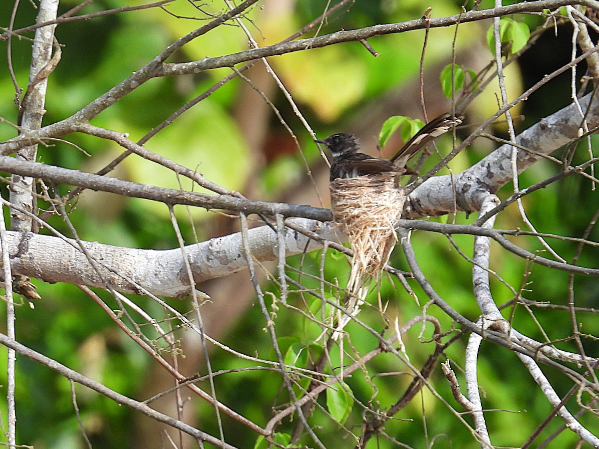 Malaysian Pied-Fantail - ML622658326