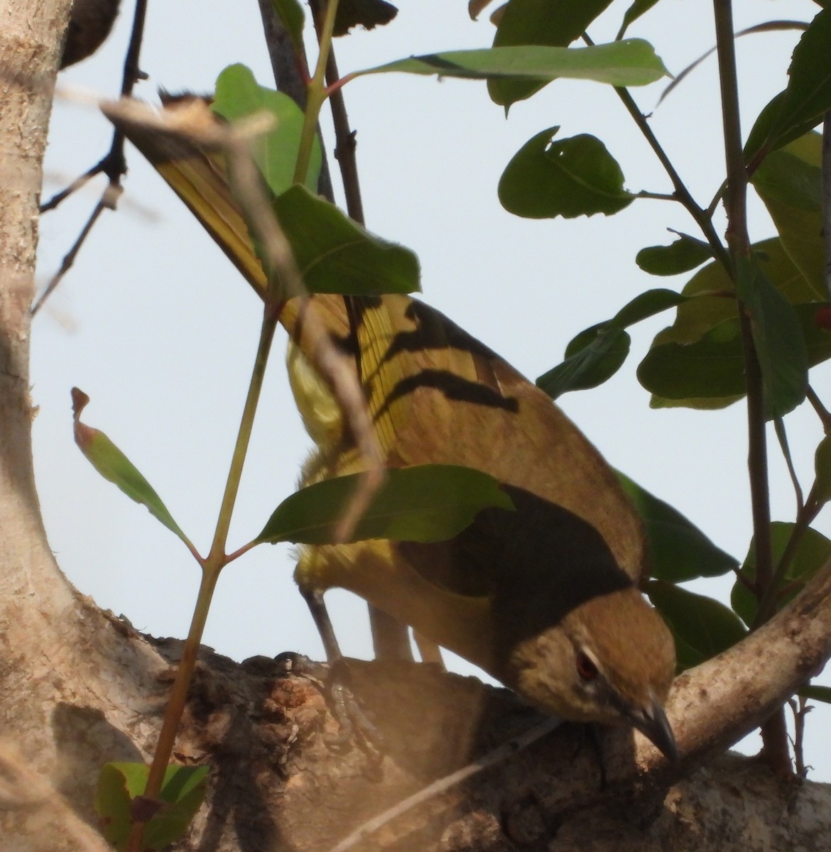 Yellow-bellied Greenbul - ML622658328