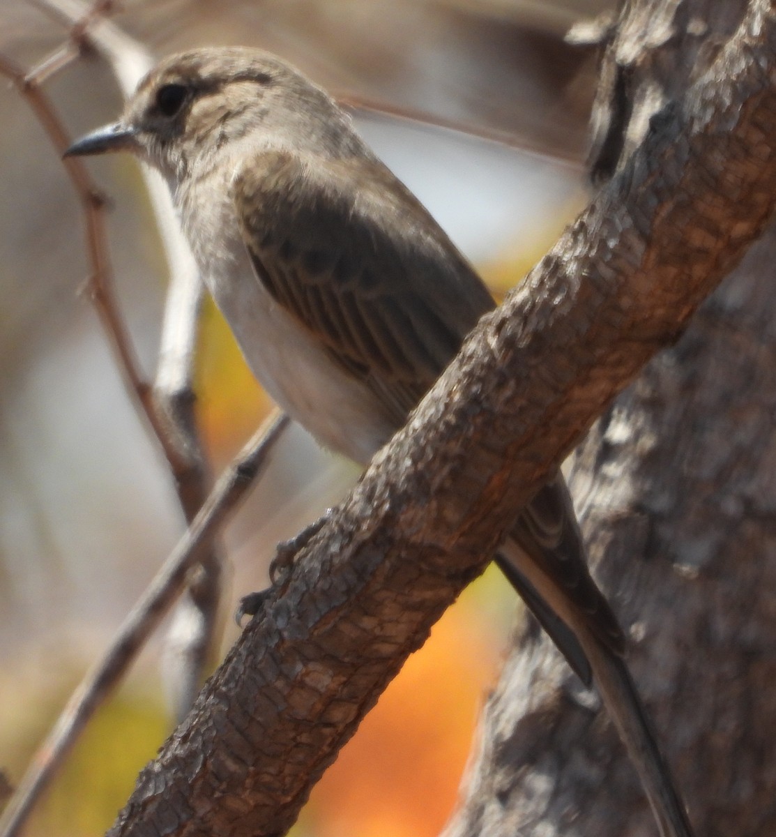 Ashy Flycatcher - ML622658347