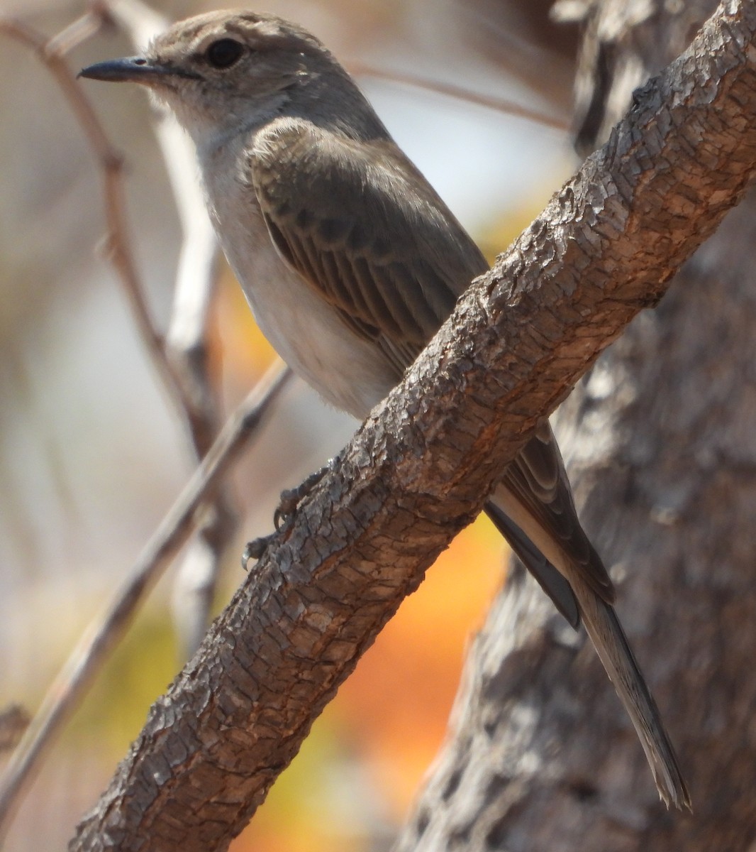 Ashy Flycatcher - ML622658348